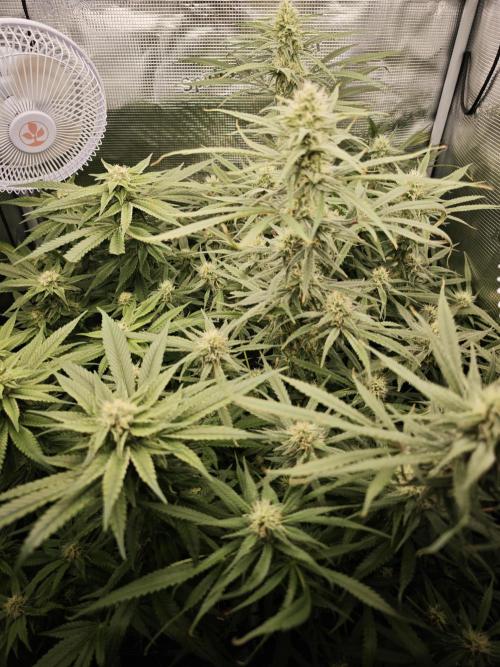 Pink Gelato / Kannabia / Indoor. Week 16
