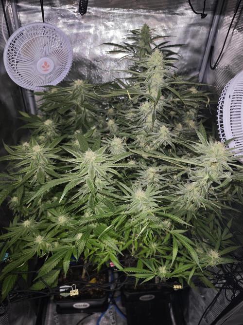 Pink Gelato / Kannabia / Indoor. Week 16
