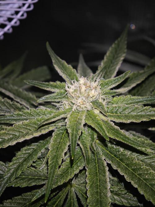 Pink Gelato / Kannabia / Indoor. Week 16