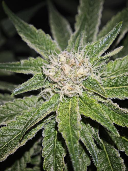 Pink Gelato / Kannabia / Indoor. Week 16