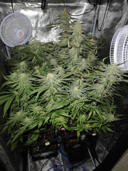 Pink Gelato / Kannabia / Indoor. Week 17
