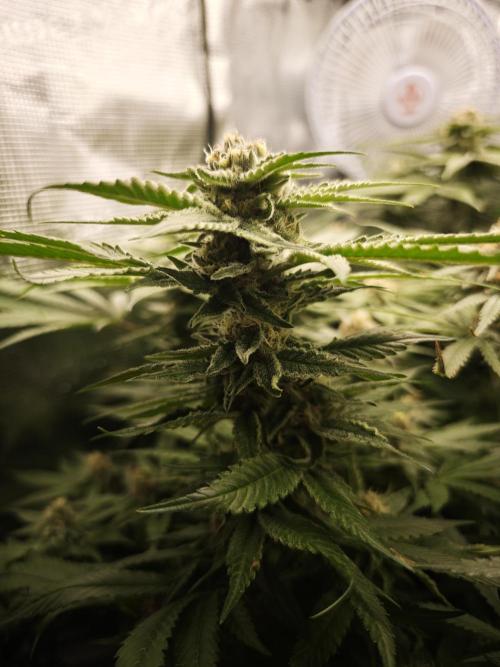 Pink Gelato / Kannabia / Indoor. Week 17