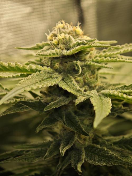 Pink Gelato / Kannabia / Indoor. Week 17