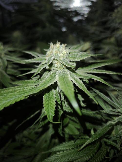 Pink Gelato / Kannabia / Indoor. Week 17