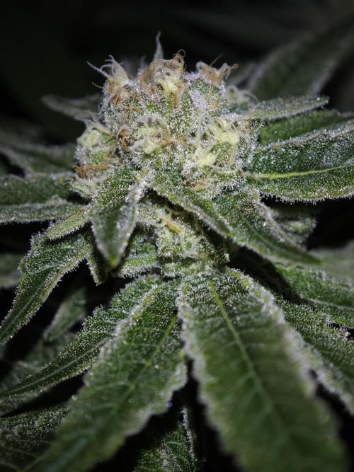Pink Gelato / Kannabia / Indoor. Week 17