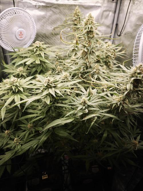 Rainbow Sherbert #11 / Kannabia / Indoor. Week 17