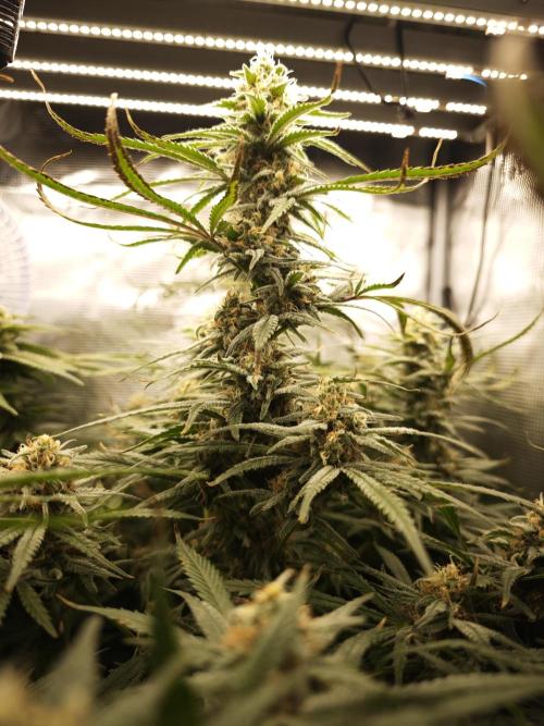 Rainbow Sherbert #11 / Kannabia / Indoor. Week 17