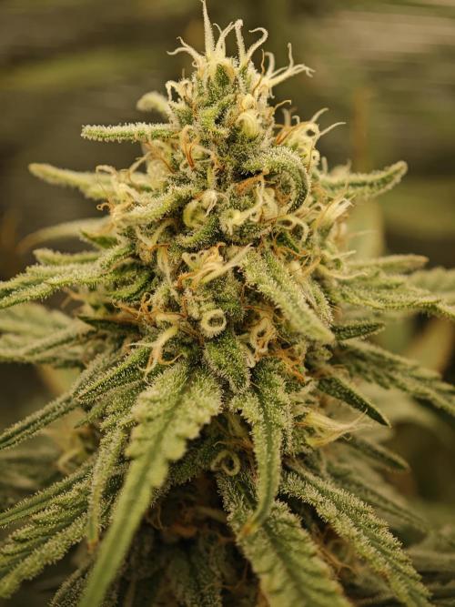 Rainbow Sherbert #11 / Kannabia / Indoor. Week 17