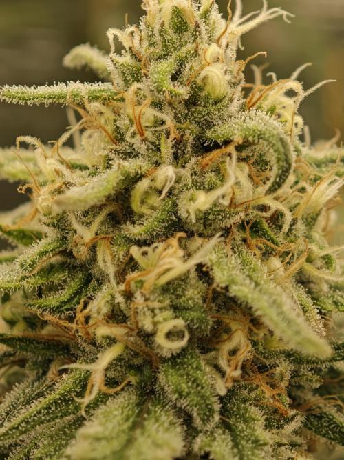 Rainbow Sherbert #11 / Kannabia / Indoor. Week 17