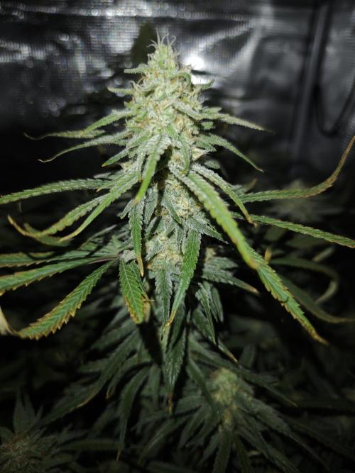 Rainbow Sherbert #11 / Kannabia / Indoor. Week 17