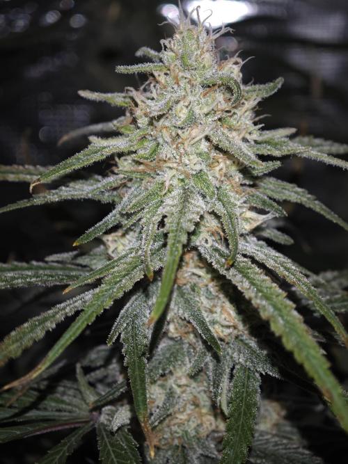 Rainbow Sherbert #11 / Kannabia / Indoor. Week 17