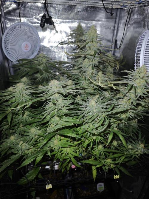 Pink Gelato / Kannabia / Indoor. Week 18