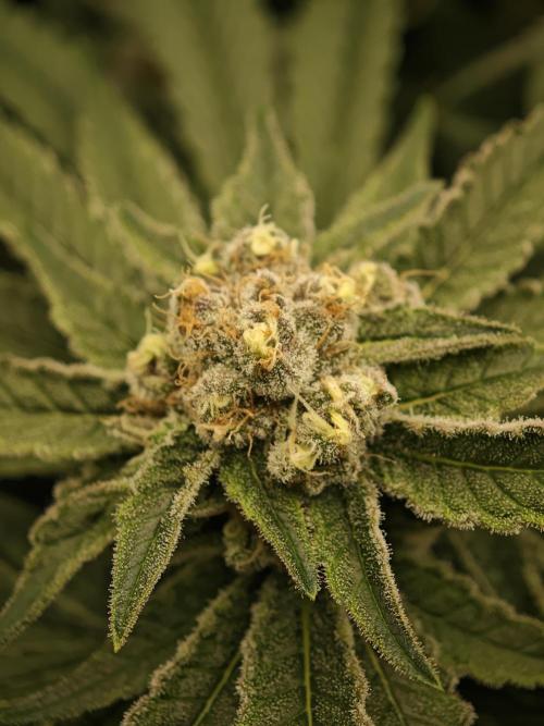 Pink Gelato / Kannabia / Indoor. Week 18