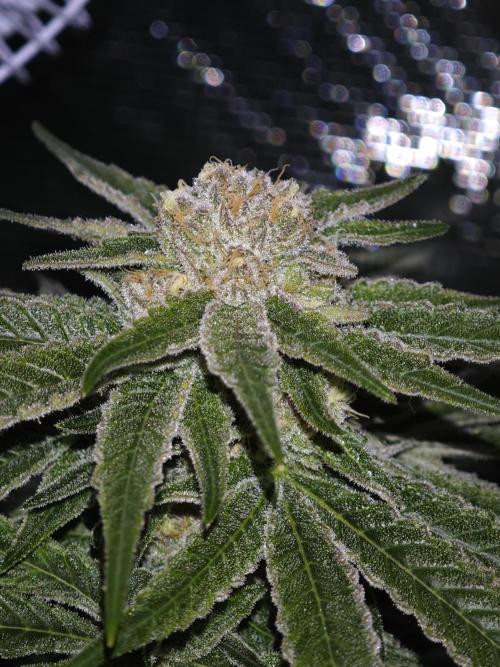 Pink Gelato / Kannabia / Indoor. Week 18