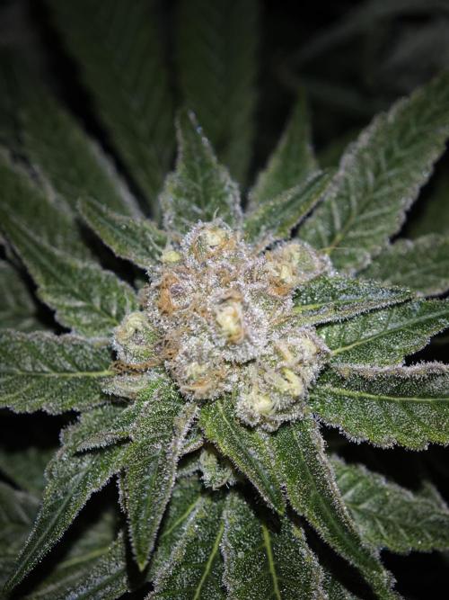 Pink Gelato / Kannabia / Indoor. Week 18