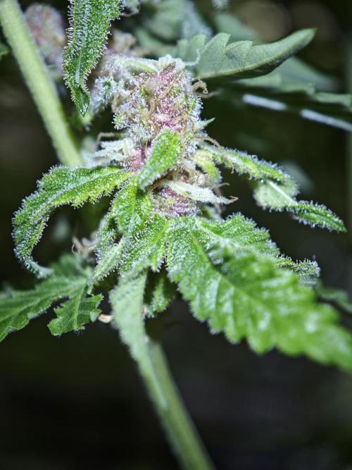 Pink Gelato / Kannabia / Indoor. Week 18