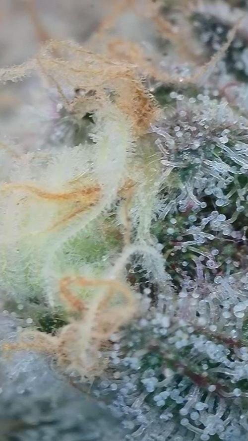 Pink Gelato / Kannabia / Indoor. Week 18