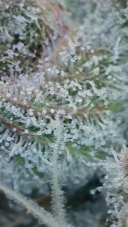 Pink Gelato / Kannabia / Indoor. Week 18