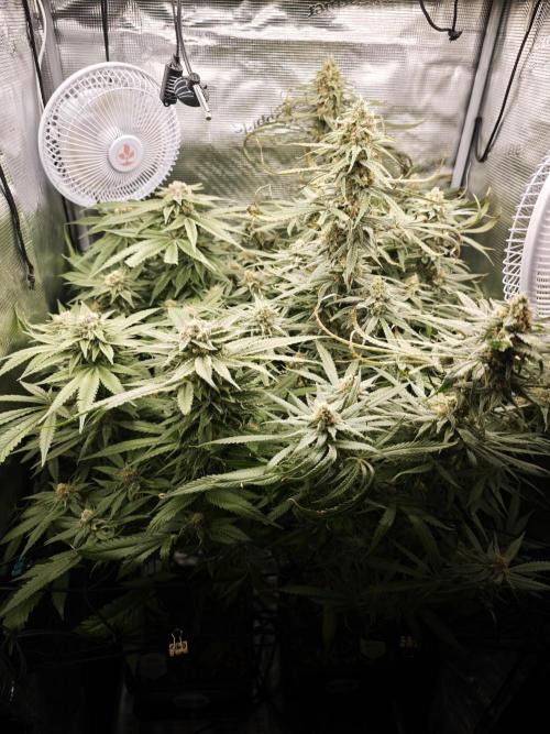 Rainbow Sherbert #11 / Kannabia / Indoor. Week 18