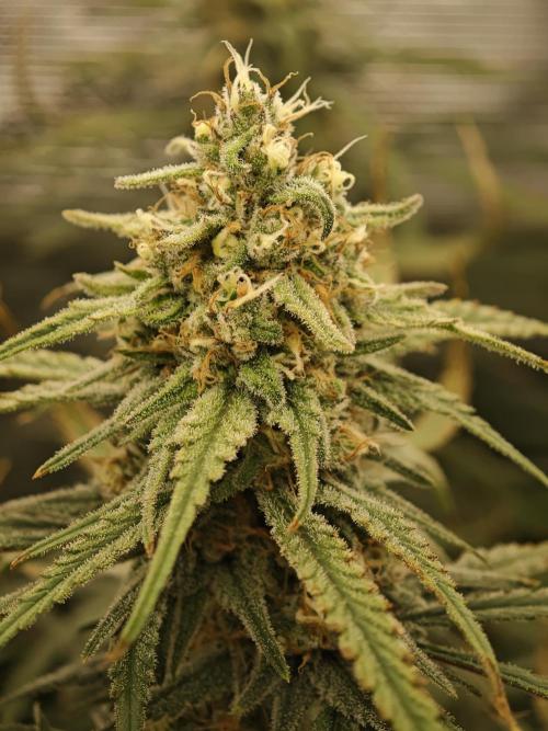 Rainbow Sherbert #11 / Kannabia / Indoor. Week 18