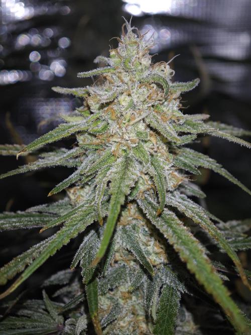 Rainbow Sherbert #11 / Kannabia / Indoor. Week 18