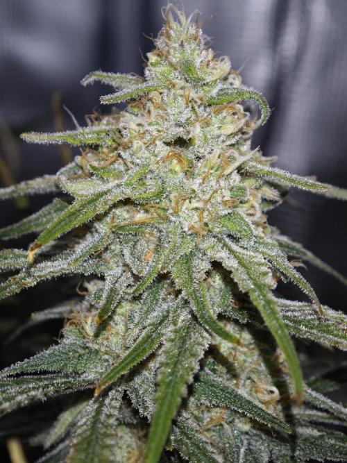 Rainbow Sherbert #11 / Kannabia / Indoor. Week 18