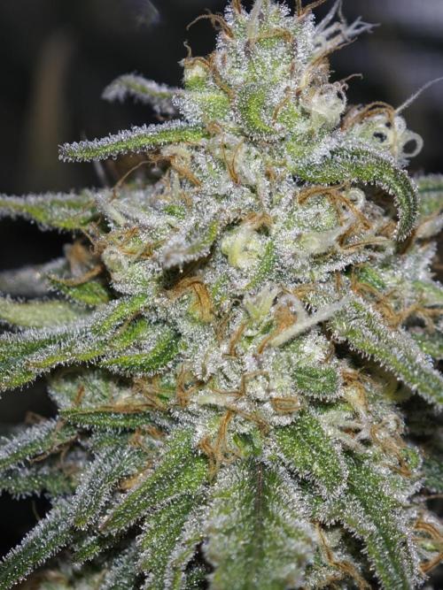 Rainbow Sherbert #11 / Kannabia / Indoor. Week 18