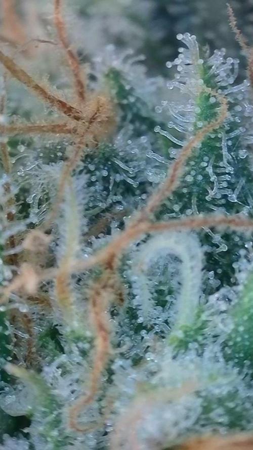 Rainbow Sherbert #11 / Kannabia / Indoor. Week 18