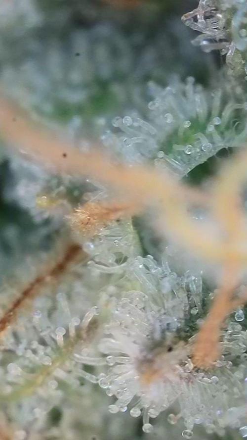 Rainbow Sherbert #11 / Kannabia / Indoor. Week 18