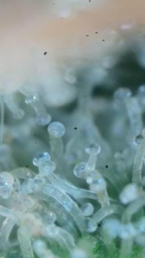Rainbow Sherbert #11 / Kannabia / Indoor. Week 18