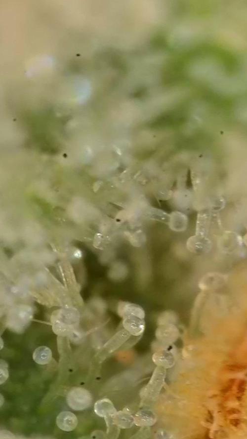 RS11 (Rainbow Sherbert #11). Week 18