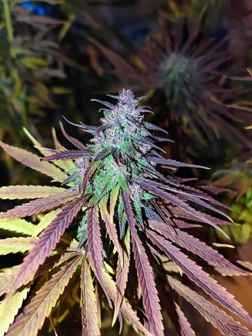 Biotabs Interview 💚🌱. Week 2