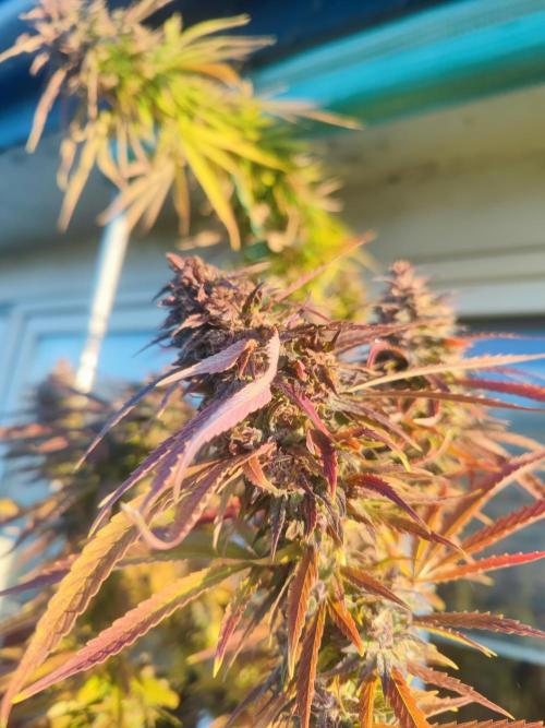 Biotabs Interview 💚🌱. Week 2