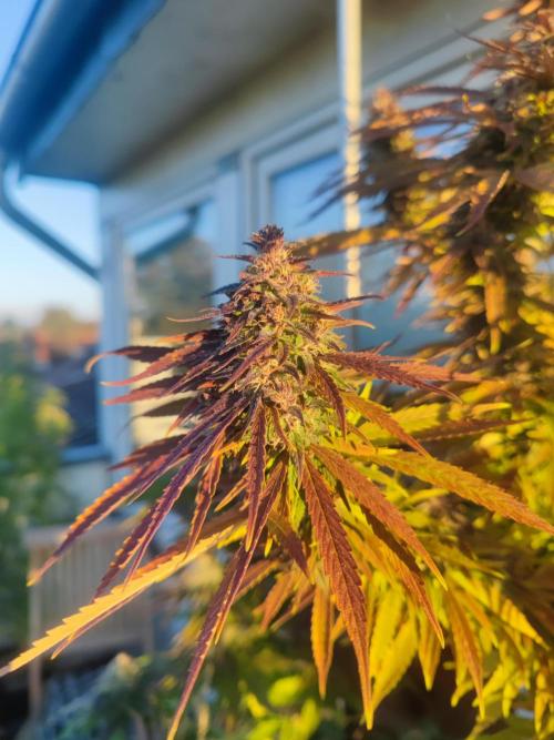 Biotabs Interview 💚🌱. Week 2
