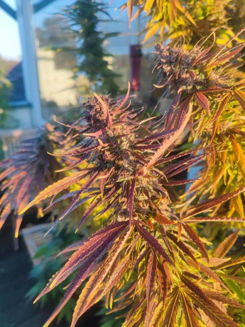 Biotabs Interview 💚🌱. Week 2
