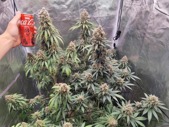 Biotabs Interview 💚🌱. Week 3
