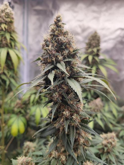 Biotabs Interview 💚🌱. Week 3