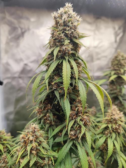 Biotabs Interview 💚🌱. Week 3