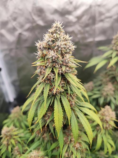 Biotabs Interview 💚🌱. Week 3