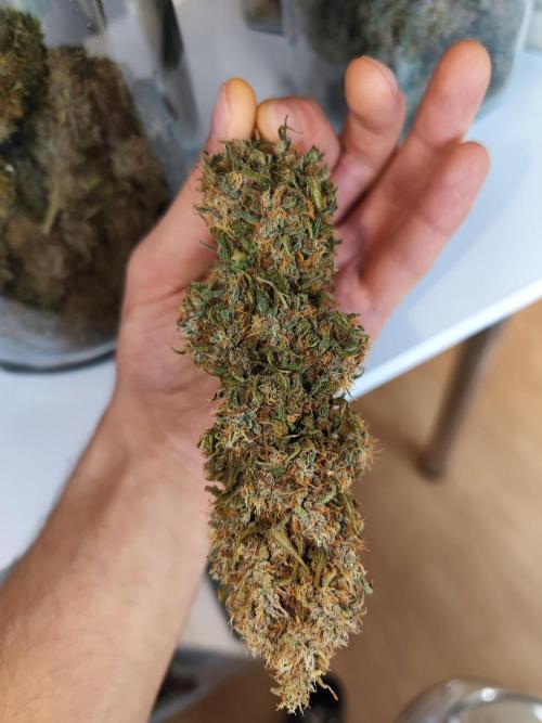 Biotabs Interview 💚🌱. Week 3
