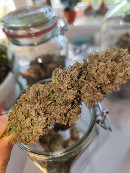 Biotabs Interview 💚🌱. Week 3