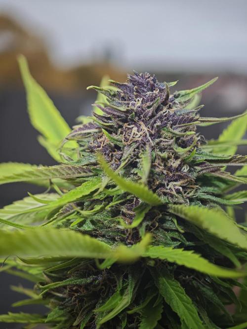 Biotabs Interview 💚🌱. Week 4