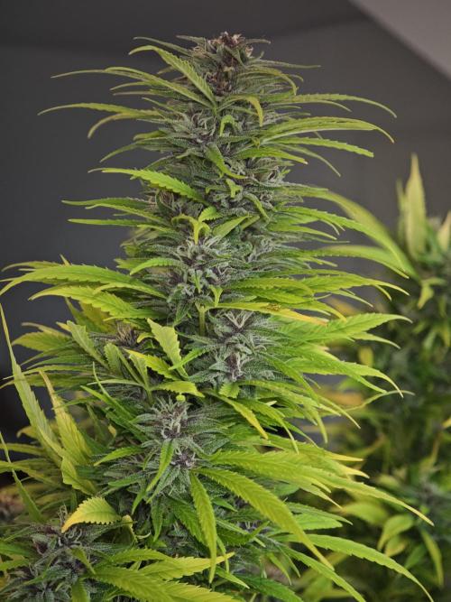 Biotabs Interview 💚🌱. Week 4