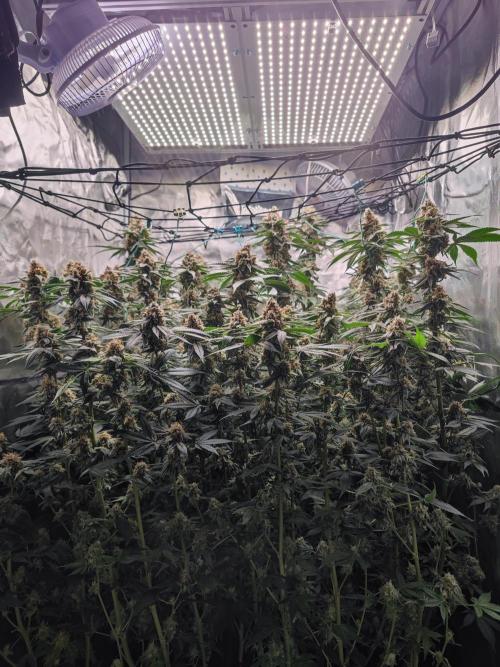 Biotabs Interview 💚🌱. Week 5