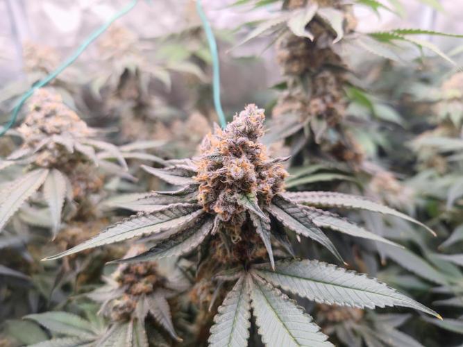 Biotabs Interview 💚🌱. Week 5