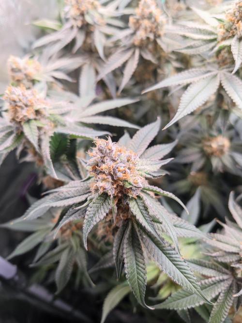 Biotabs Interview 💚🌱. Week 5