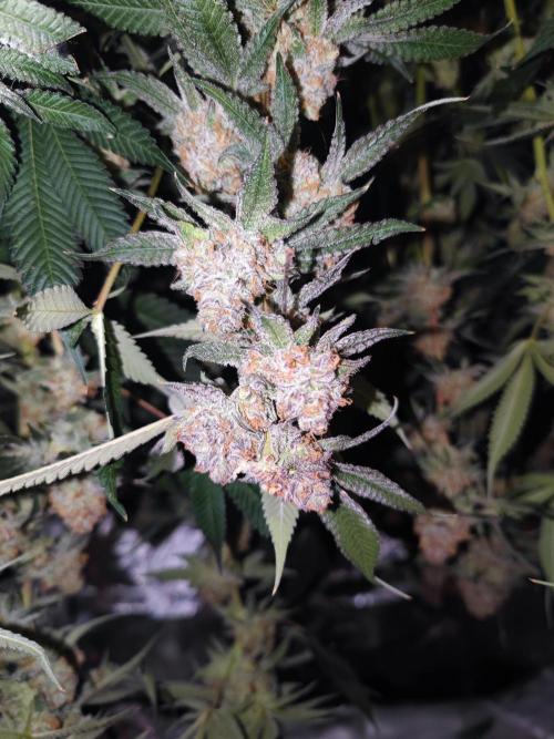 Biotabs Interview 💚🌱. Week 5