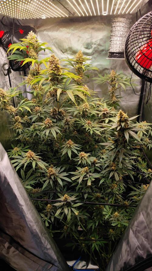 Biotabs Interview 💚🌱. Week 6