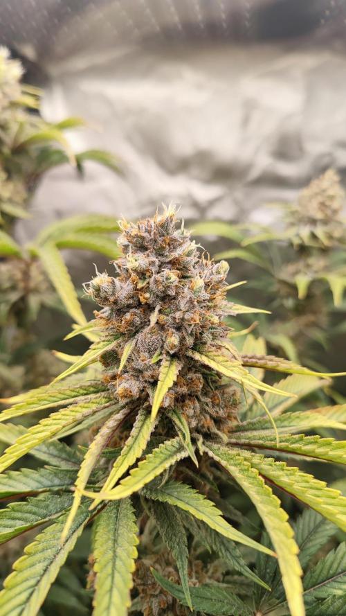 Biotabs Interview 💚🌱. Week 6