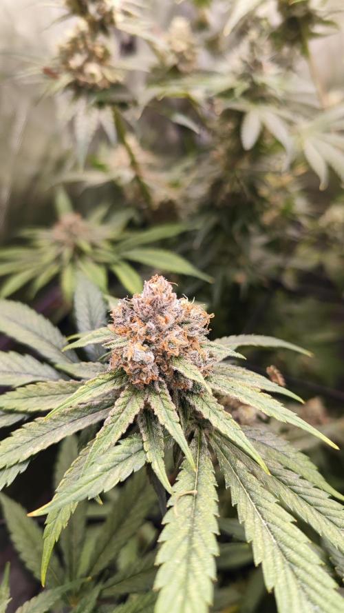 Biotabs Interview 💚🌱. Week 6